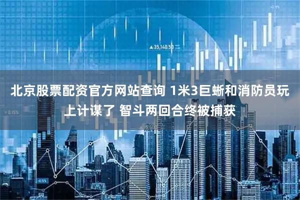 北京股票配资官方网站查询 1米3巨蜥和消防员玩上计谋了 智斗两回合终被捕获